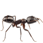 ant control kleinburg