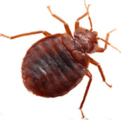 bed bug exterminator kleinburg