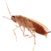cockroach control kleinburg
