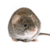 mouse pest control kleinburg