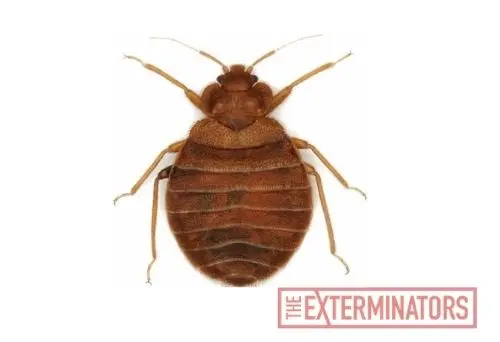 bed bug exterminator kleinburg