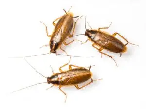cockroach treatment pest control kleingurg