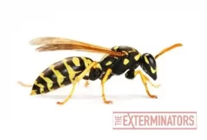wasp removal kleinburg