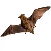 bat removal kleinburg