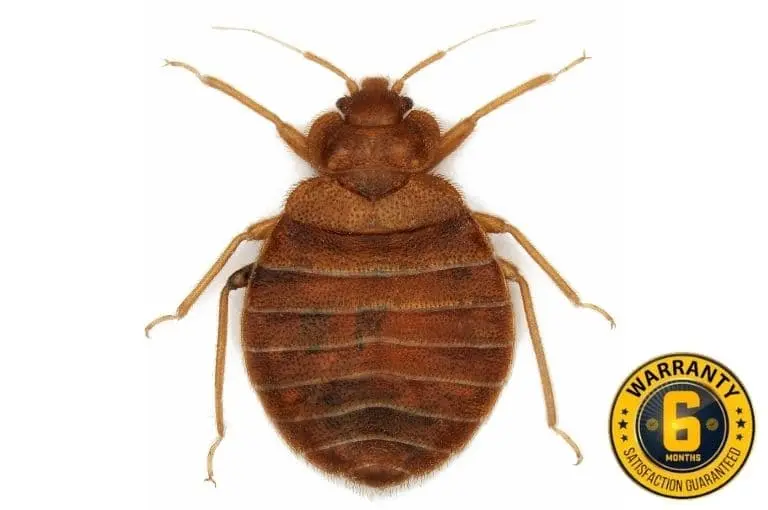 bed bug exterminator kleinburg
