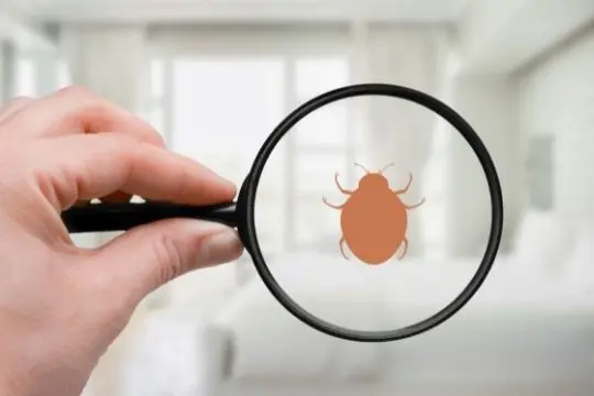 bed bug inspection kleinburg