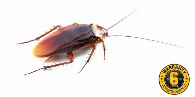 cockroach control kleinburg