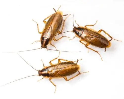 cockroach infestation kleinburg