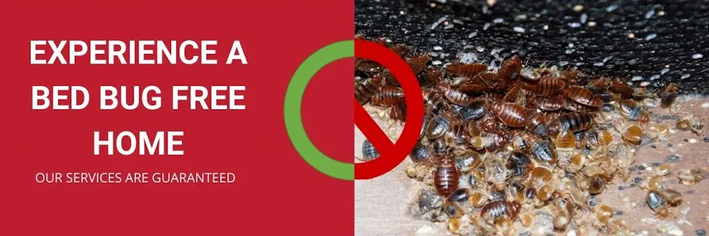 experience a bed bug free home kleinburg
