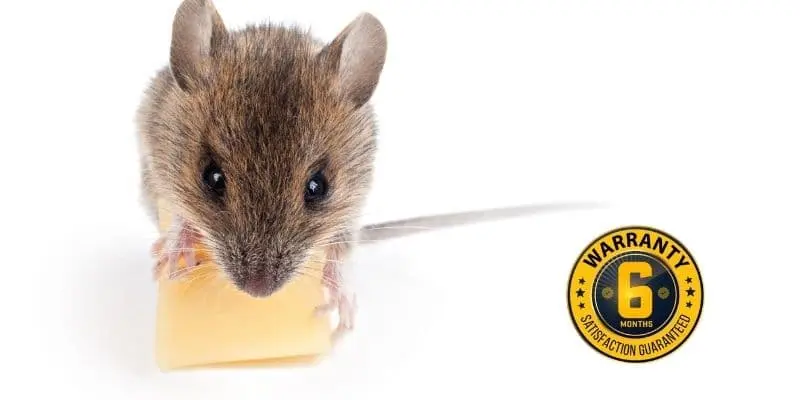 mice exterminator kleinburg