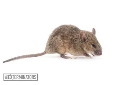 mice infestation kleinburg