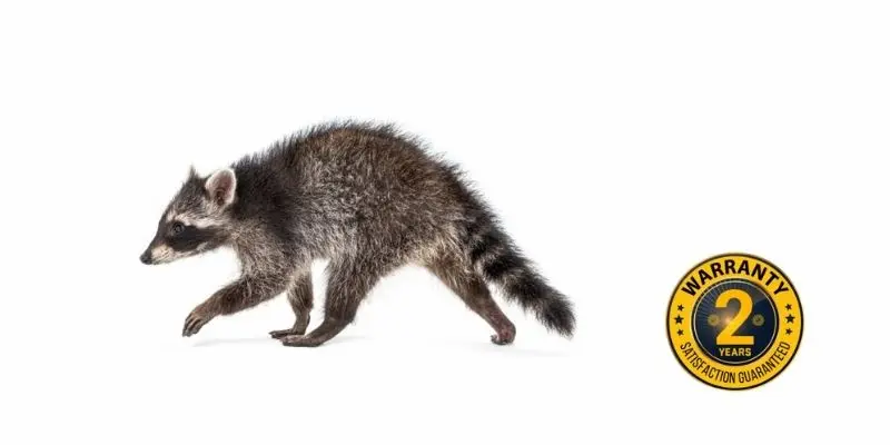 raccoon control kleinburg