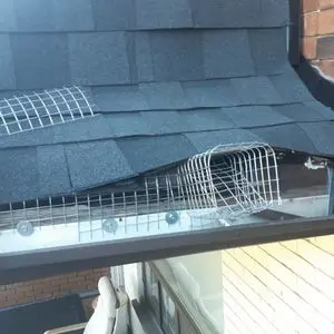 raccoon removal kleinburg 1