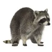 raccoon removal kleinburg
