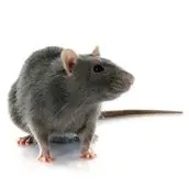 rat control kleinburg