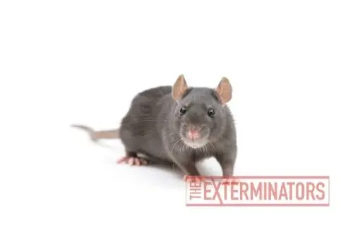 rat infestation kleinburg