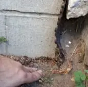 rat inspection kleinburg