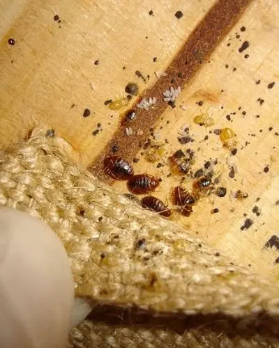signs of bed bug infestation kleinburg