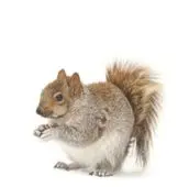 squirrel removal kleinburg