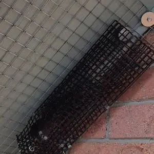 squirrel removal using one way door kleinburg
